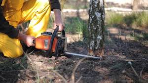 How Our Tree Care Process Works  in  Fort Hood, TX