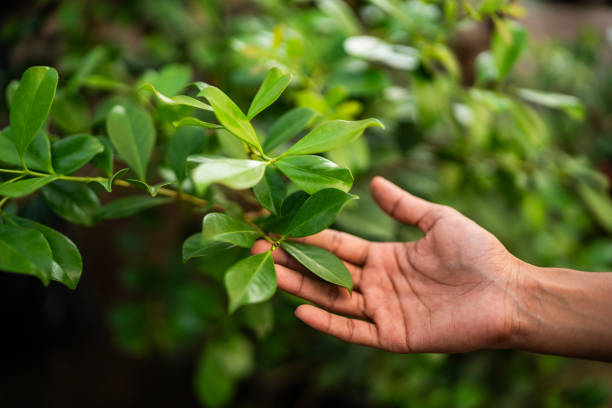 Fort Hood, TX Tree Care Services Company